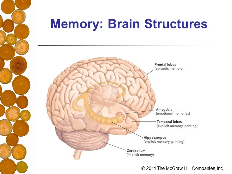 Memory: Brain Structures
